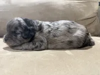 Chip, a male French Bulldog and Poodle - Toy  for sale in Wortham, TX – 1 of 5