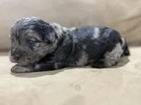 Theo, a male French Bulldog and Poodle - Toy  for sale in Wortham, TX – 2 of 4