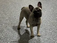 Sadie, a female French Bulldog for sale in Wortham, TX – 2 of 5