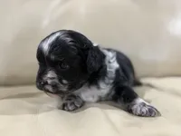 Finn, a male French Bulldog and Poodle - Toy  for sale in Wortham, TX – 3 of 4