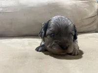 Chip, a male French Bulldog and Poodle - Toy  for sale in Wortham, TX – 2 of 5