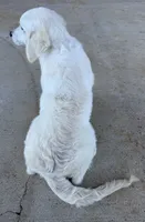 Beau, a male English Cream Golden Retriever for sale in Wortham, TX – 5 of 5