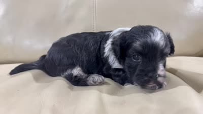 Finn, a male French Bulldog and Poodle - Toy  for sale in Wortham, TX – 4 of 4