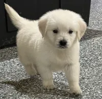 Danny, a male English Cream Golden Retriever for sale in Waxahachie, TX – 2 of 3