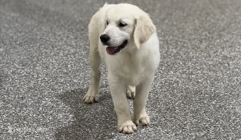 Danny – English Cream Golden Retriever puppy for sale in Wortham, TX