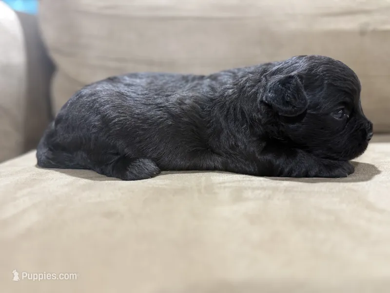 Shadow – French Bulldog, Poodle - Toy  puppy for sale in Wortham, TX