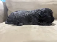 Shadow, a male French Bulldog and Poodle - Toy  for sale in Wortham, TX – 1 of 4