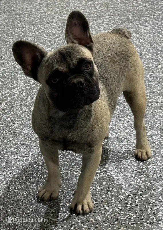 Sadie – French Bulldog puppy for sale in Wortham, TX