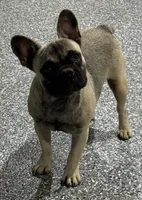 Sadie, a female French Bulldog for sale in Wortham, TX – 1 of 5