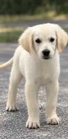 Bailey, a female English Cream Golden Retriever for sale in Wortham, TX – 2 of 2