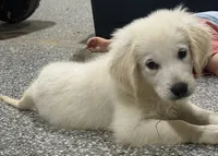 Kevin, a male English Cream Golden Retriever for sale in Wortham, TX – 2 of 5