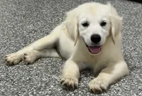 Danny, a male English Cream Golden Retriever for sale in Wortham, TX – 3 of 3