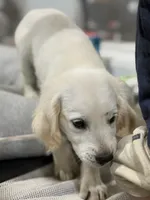 Milo, a male English Cream Golden Retriever for sale in Wortham, TX – 3 of 3