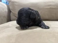 Shadow, a male French Bulldog and Poodle - Toy  for sale in Wortham, TX – 2 of 4