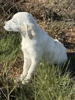 Beau, a male English Cream Golden Retriever for sale in Wortham, TX – 3 of 5