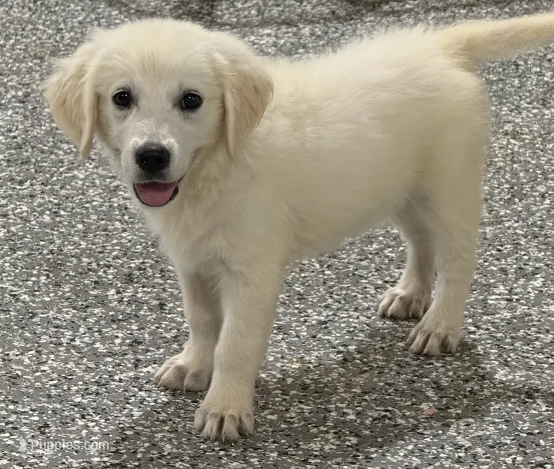 Bailey – English Cream Golden Retriever puppy for sale in Wortham, TX