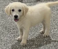 Bailey, a female English Cream Golden Retriever for sale in Wortham, TX – 1 of 4