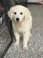 Beau, a male English Cream Golden Retriever for sale in Wortham, TX – 3 of 4