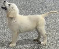 Kevin, a male English Cream Golden Retriever for sale in Wortham, TX – 4 of 5