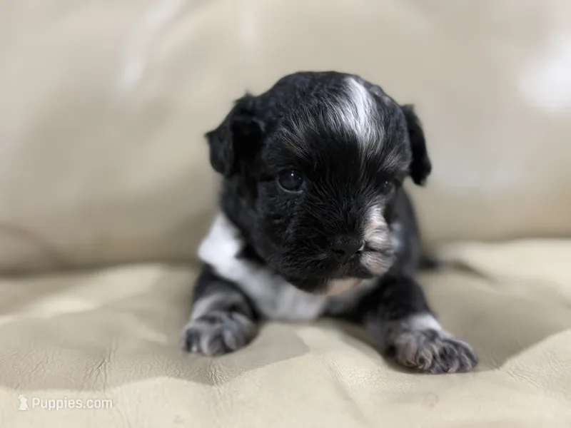 Finn – French Bulldog, Poodle - Toy  puppy for sale in Wortham, TX