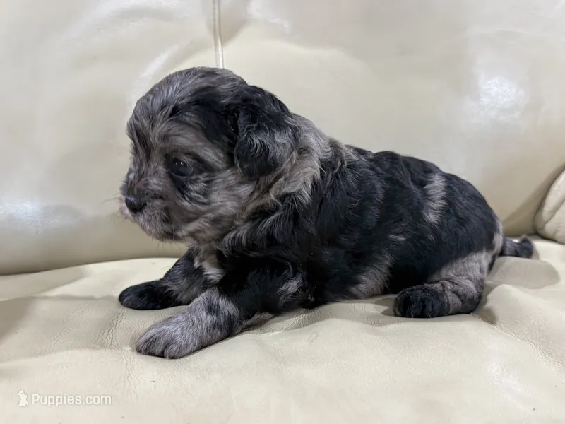 Theo – French Bulldog, Poodle - Toy  puppy for sale in Wortham, TX