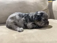 Chip, a male French Bulldog and Poodle - Toy  for sale in Wortham, TX – 3 of 5