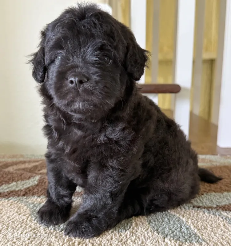 Shadow – French Bulldog, Poodle - Toy  puppy for sale in Wortham, TX