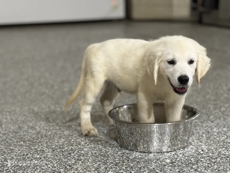Danny – English Cream Golden Retriever puppy for sale in Wortham, TX