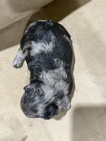 Theo, a male French Bulldog and Poodle - Toy  for sale in Wortham, TX – 3 of 4