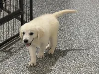 Bailey, a female English Cream Golden Retriever for sale in Wortham, TX – 4 of 4
