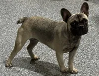 Sadie, a female French Bulldog for sale in Wortham, TX – 3 of 5