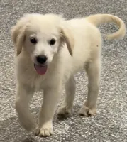 Kevin, a male English Cream Golden Retriever for sale in Wortham, TX – 3 of 5