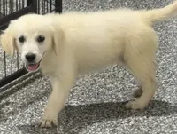 Bailey, a female English Cream Golden Retriever for sale in Wortham, TX – 2 of 4