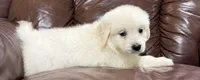 Beau, a male English Cream Golden Retriever for sale in Waxahachie, TX – 2 of 5