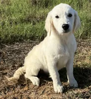 Beau, a male English Cream Golden Retriever for sale in Wortham, TX – 2 of 5