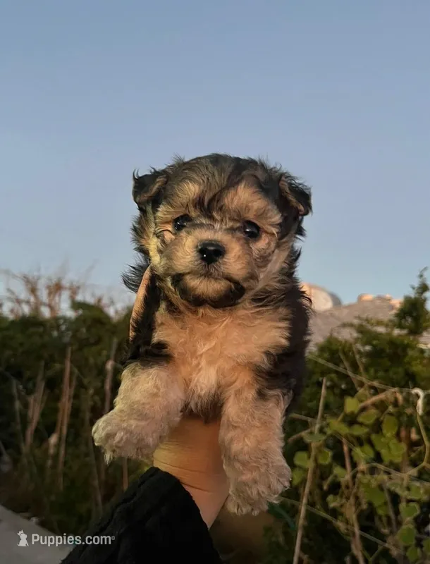 Cookie 🍪, a male Poodle - Toy  for sale in Bakersfield, CA – Photo 1 of 1