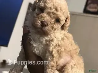 Max, a female Poodle - Toy  for sale in Bakersfield, CA – Photo 1 of 1