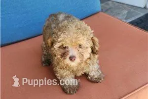 Yoyo, a male Poodle - Toy  for sale in Bakersfield, CA – Photo 1 of 1