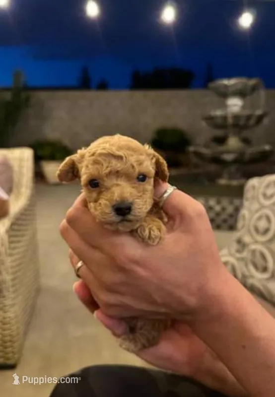 Roxy, a female Poodle - Toy  for sale in Bakersfield, CA – Photo 1 of 1