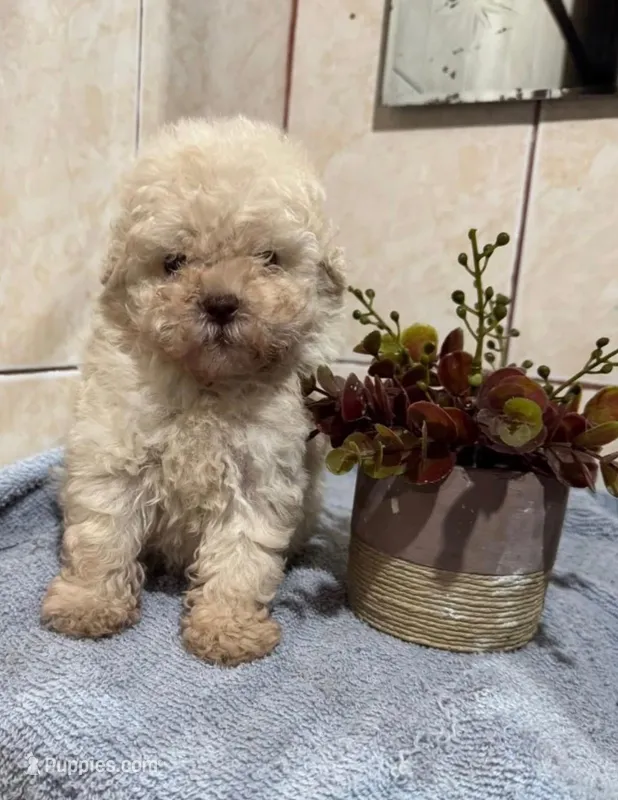 Star ⭐, a female Poodle - Toy  for sale in Bakersfield, CA – Photo 1 of 1