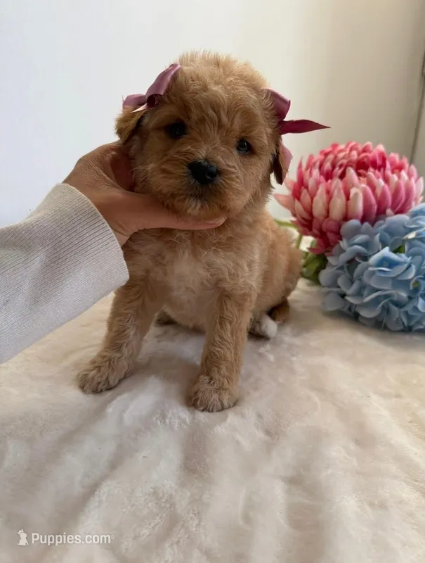 Dior , a female Poodle - Toy  for sale in Bakersfield, CA – Photo 1 of 1