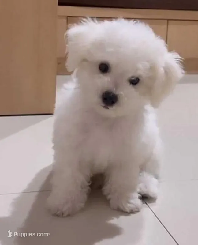 Roxy, a female Poodle - Toy  for sale in Bakersfield, CA – Photo 1 of 1