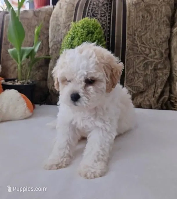 Love ❣️, a female Poodle - Toy  for sale in Bakersfield, CA – Photo 1 of 1