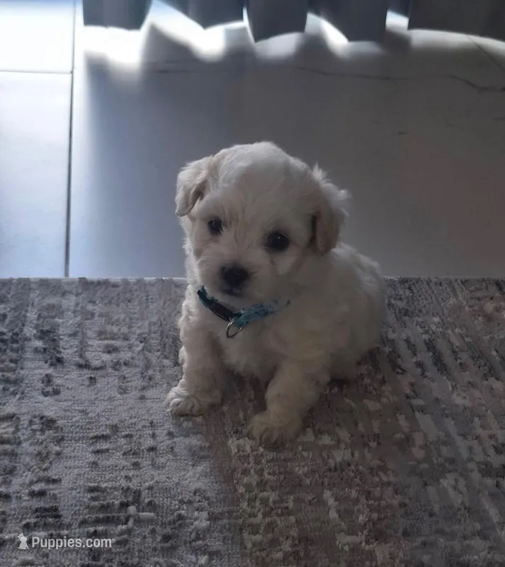 Leo, a male Poodle - Toy  for sale in Bakersfield, CA – Photo 1 of 1