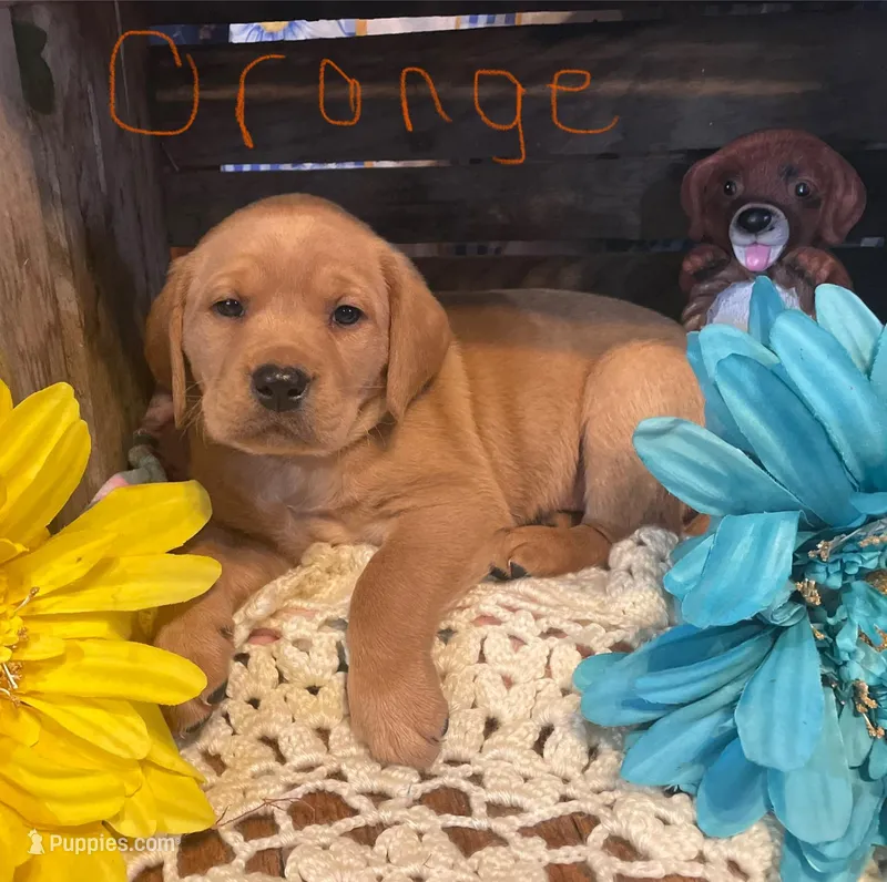 Orange – Labrador Retriever puppy for sale in Cambridge Springs, PA