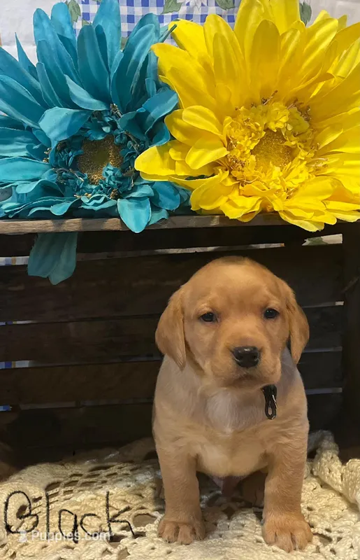 Blackie – Labrador Retriever puppy for sale in Cambridge Springs, PA