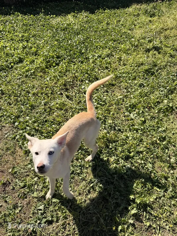 Xena – German Shepherd Dog, Siberian Husky puppy for sale in Fresno, TX