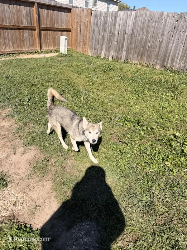 Athena – German Shepherd Dog, Siberian Husky puppy for sale in Fresno, TX
