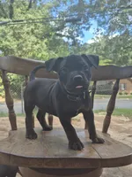 Lightning, a female American Bully for sale in Bainbridge, GA – 1 of 3