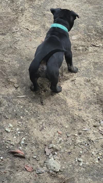 Lightning, a female American Bully for sale in Bainbridge, GA – 3 of 3